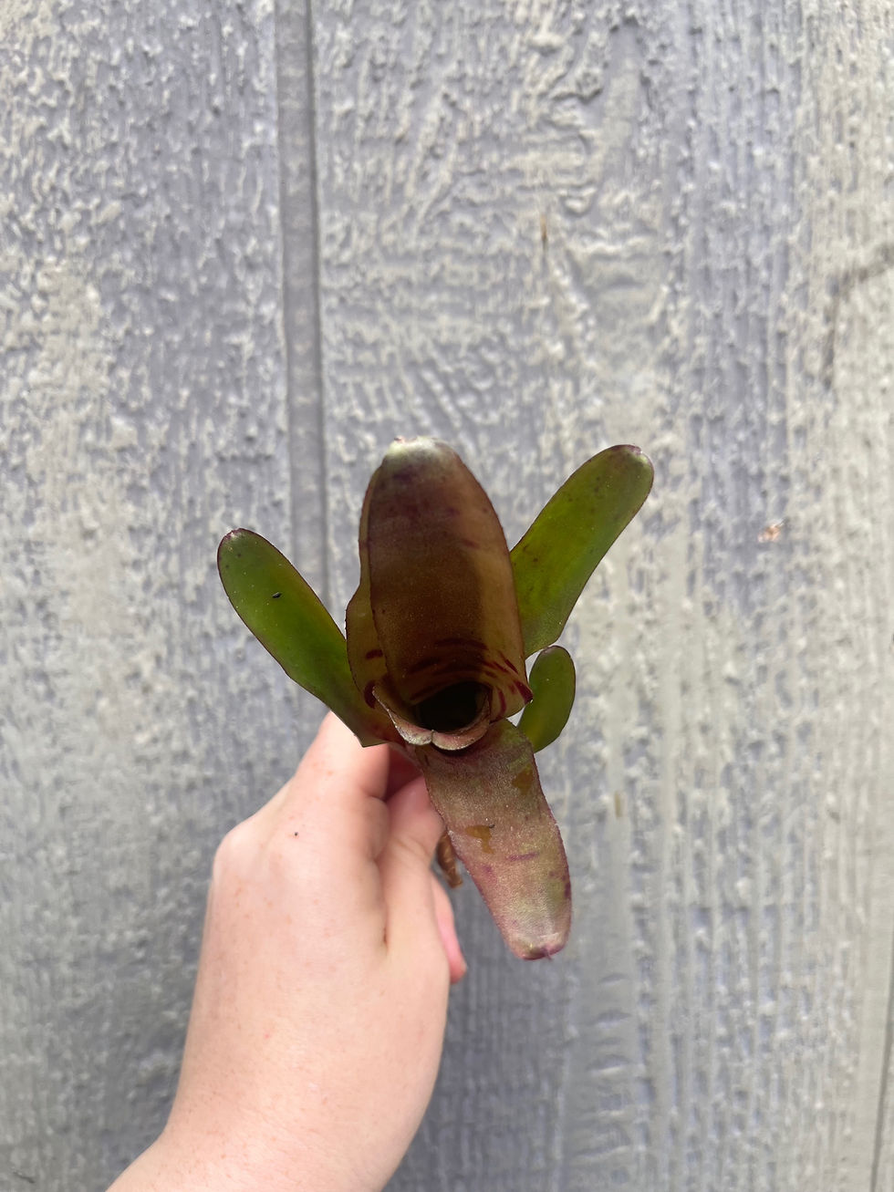 Thumbnail: Bromeliad neoregelia Bit-O-Honey