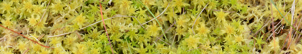 Moss in a bioactive enclosure