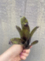 Thumbnail: Bromeliad neoregelia 'Smudge Pot'