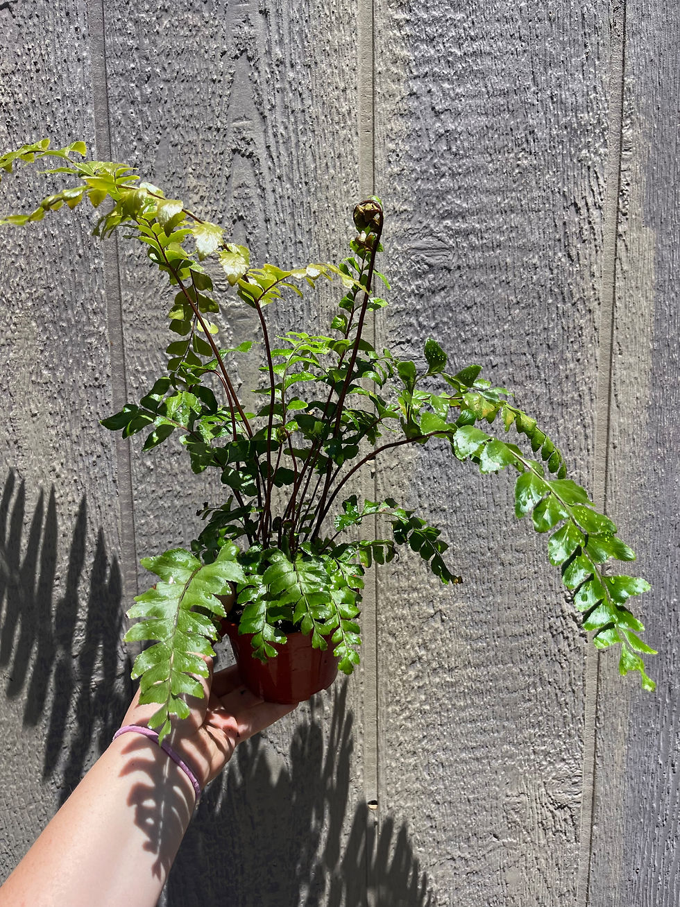 4" Mahogany Fern, Didymochlaena truncatula