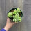 Thumbnail: Sedum morganianum, Burro's Tail, 4.5"