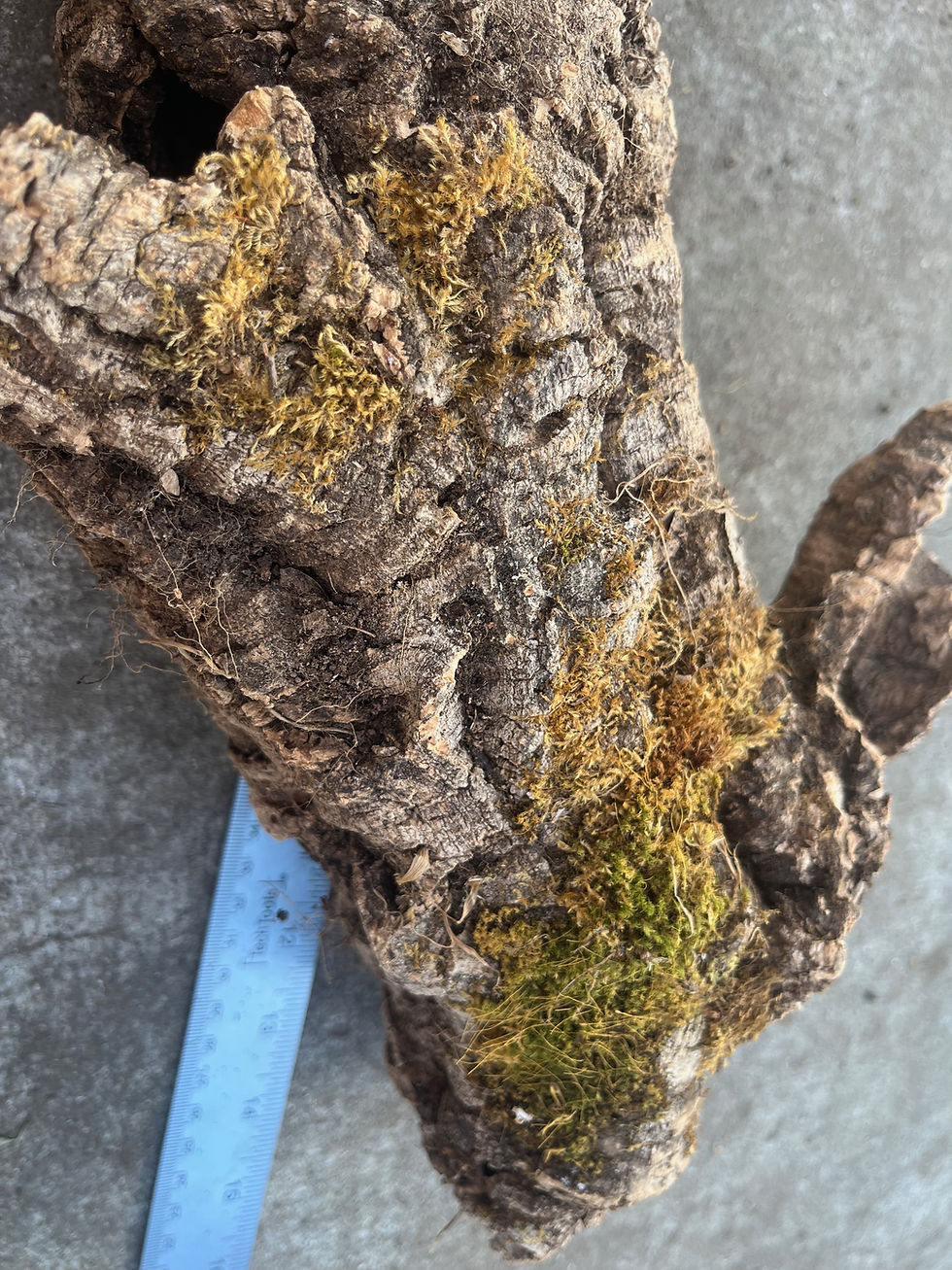 Thumbnail: 17" Cork Bark Tube #99