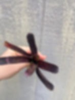 Thumbnail: Bromeliad neoregelia 'Snickerdoodle'