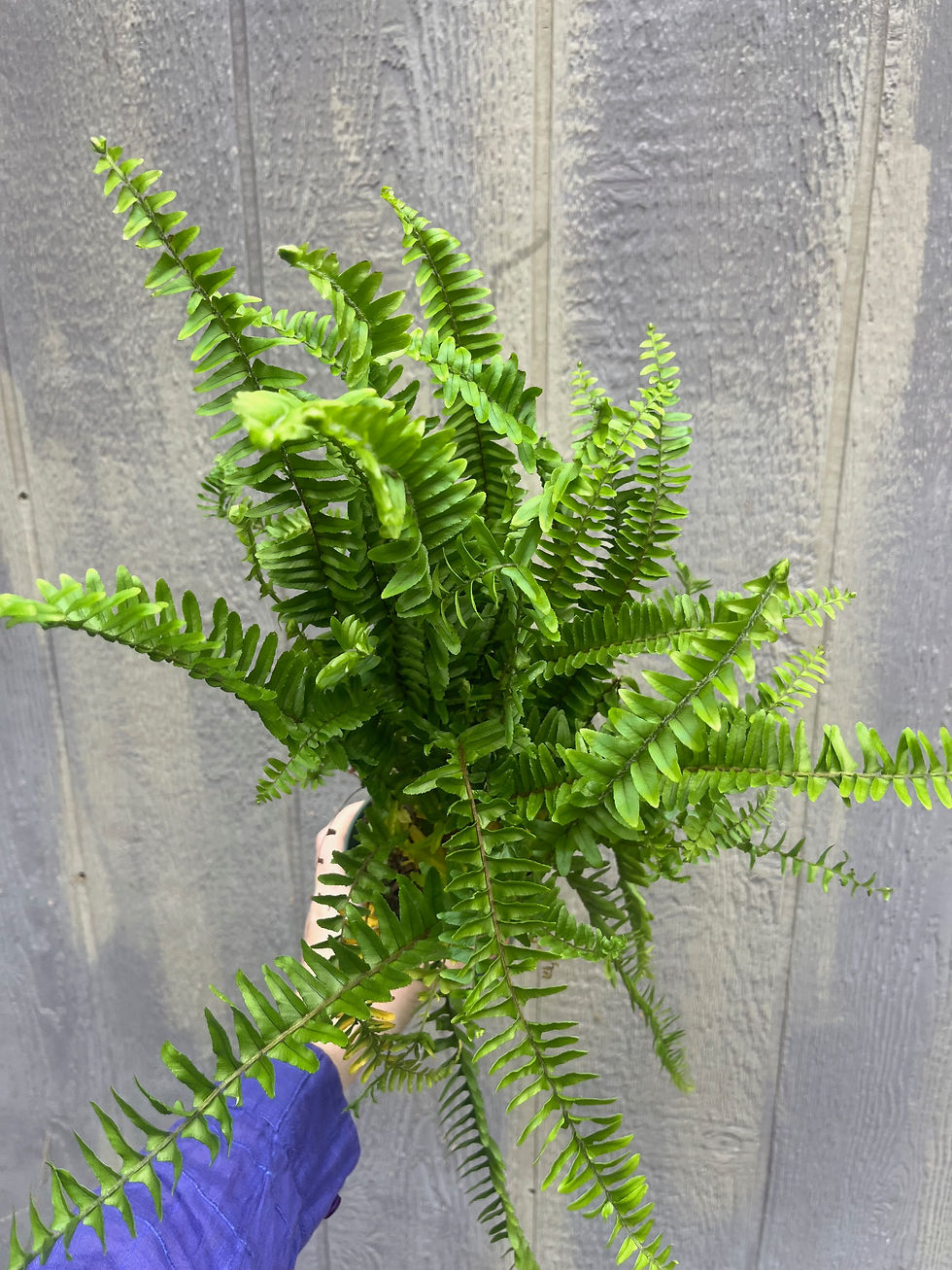 Thumbnail: Southern Sword Fern, Nephrolepis cordifolia 4.5"