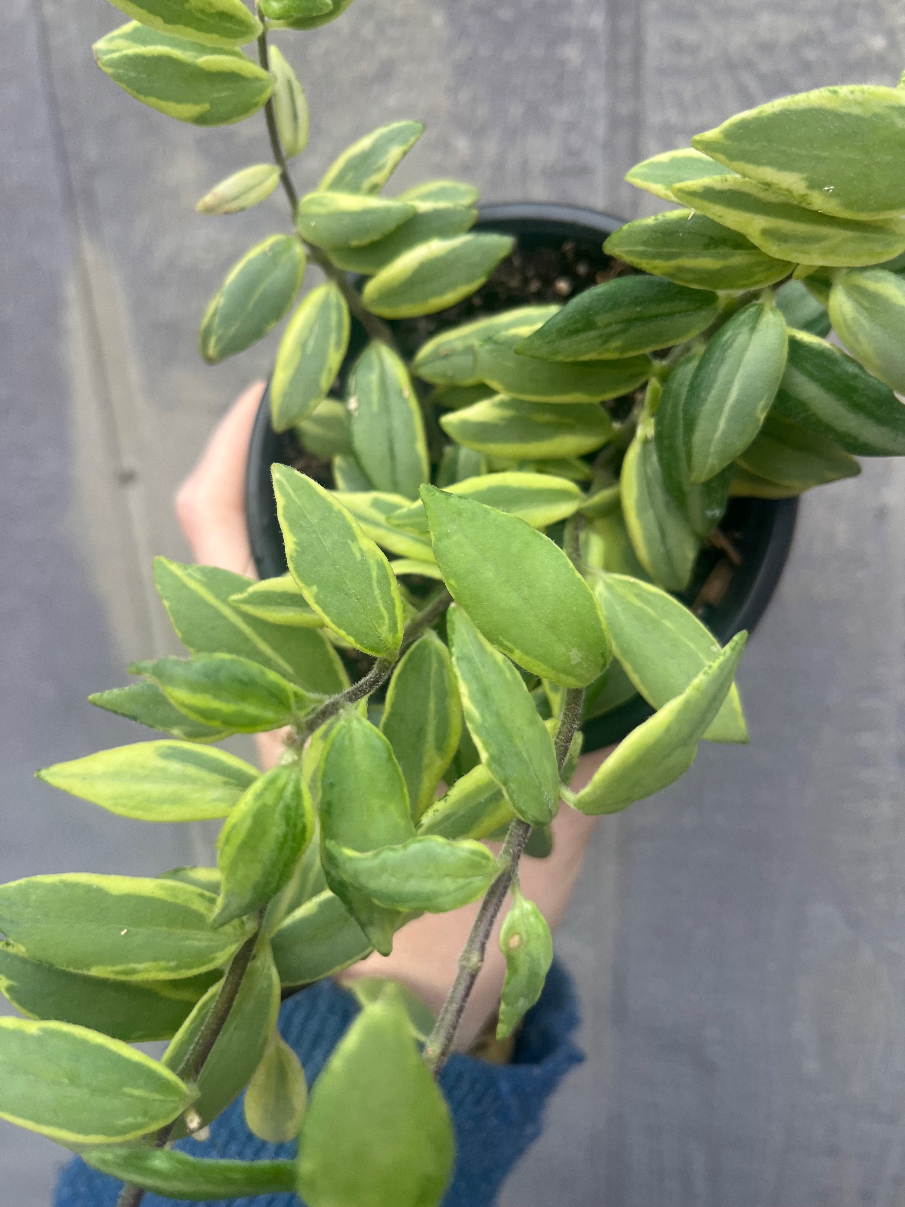 Variegated Lipstick Plant, Aeschynanthus bolero bicolore