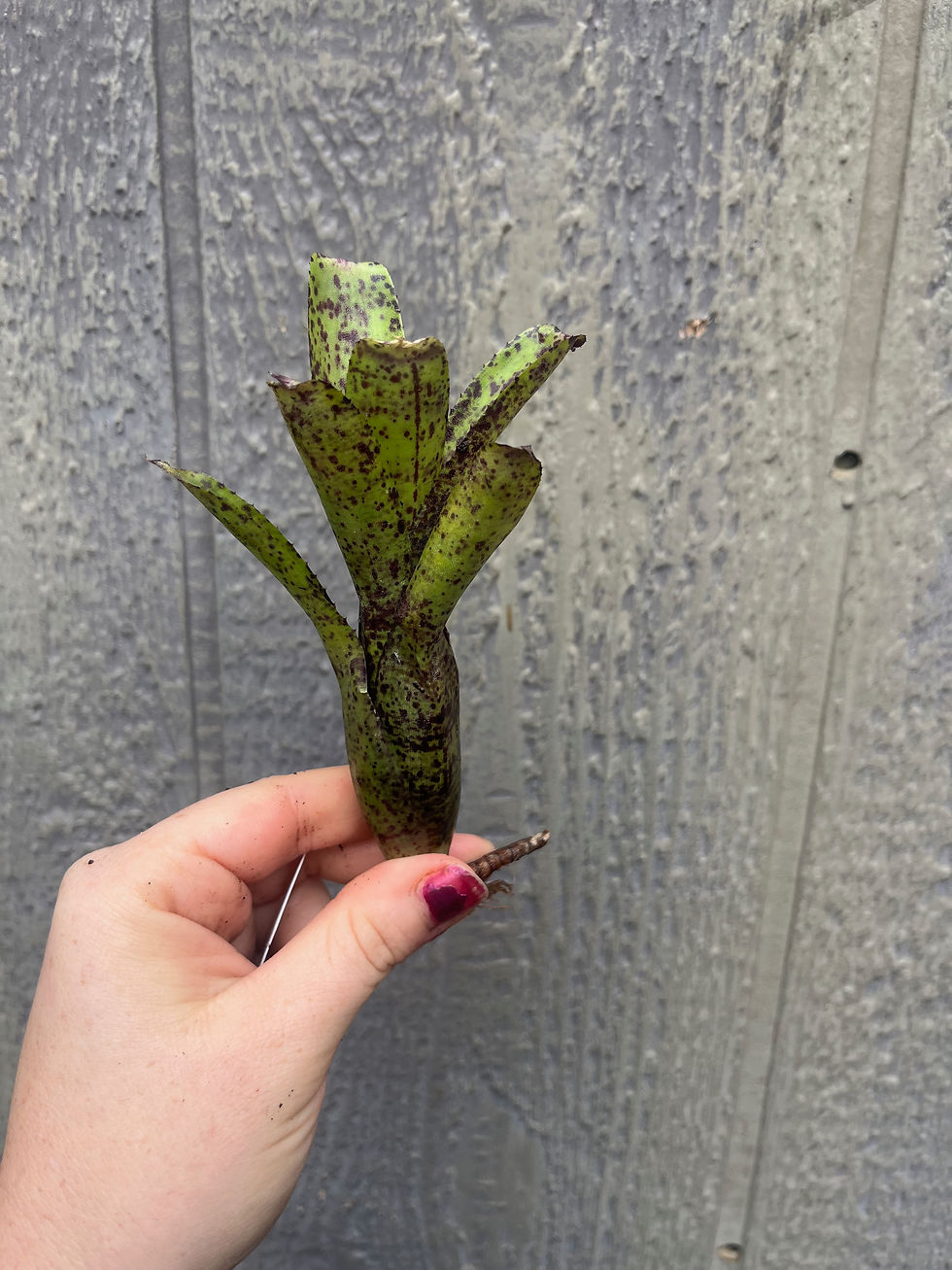 Thumbnail: Bromeliad neoregelia 'ounce of purple'