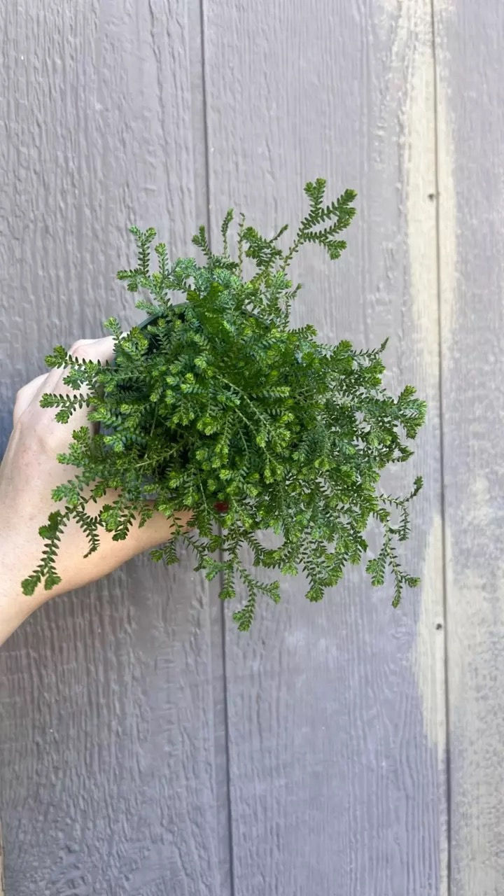 4" Selaginella- green