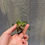 Thumbnail: Catopsis subulata, Bromeliad