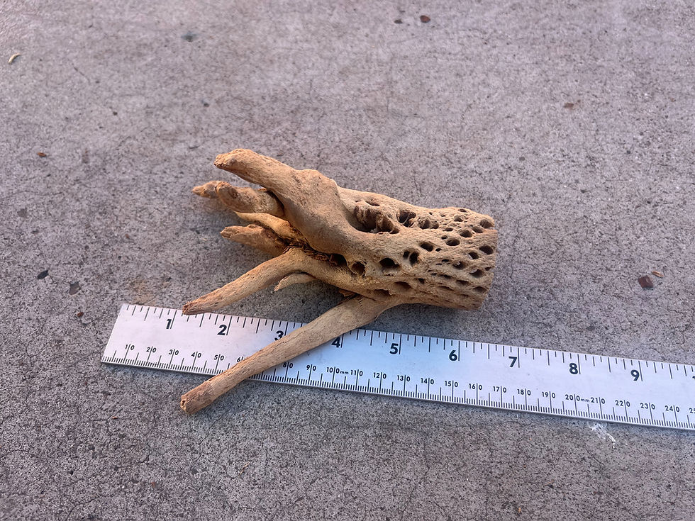 Thumbnail: 5" Cholla Wood #65