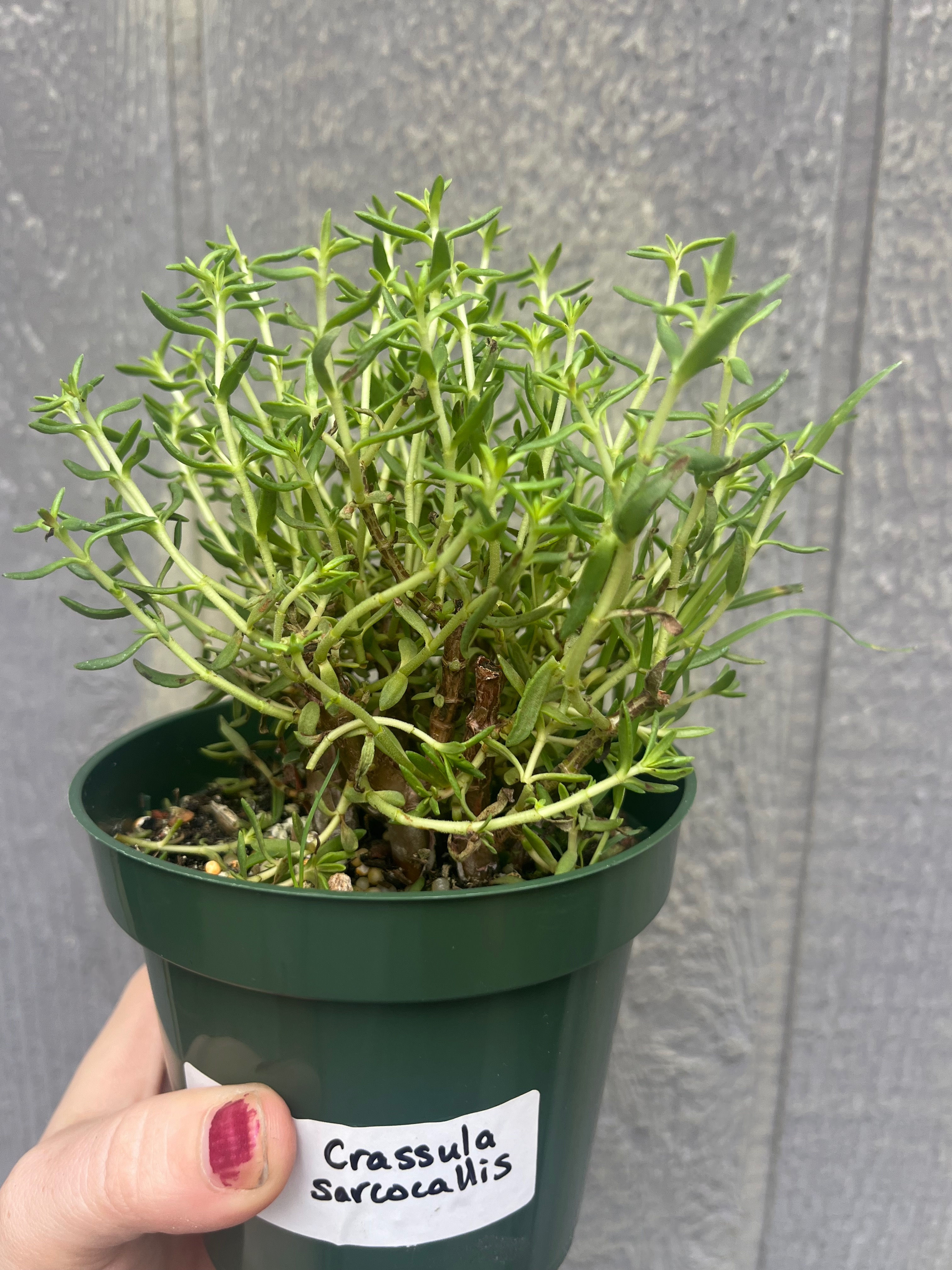 4" Bonsai crassula, Crassula sarcocallis