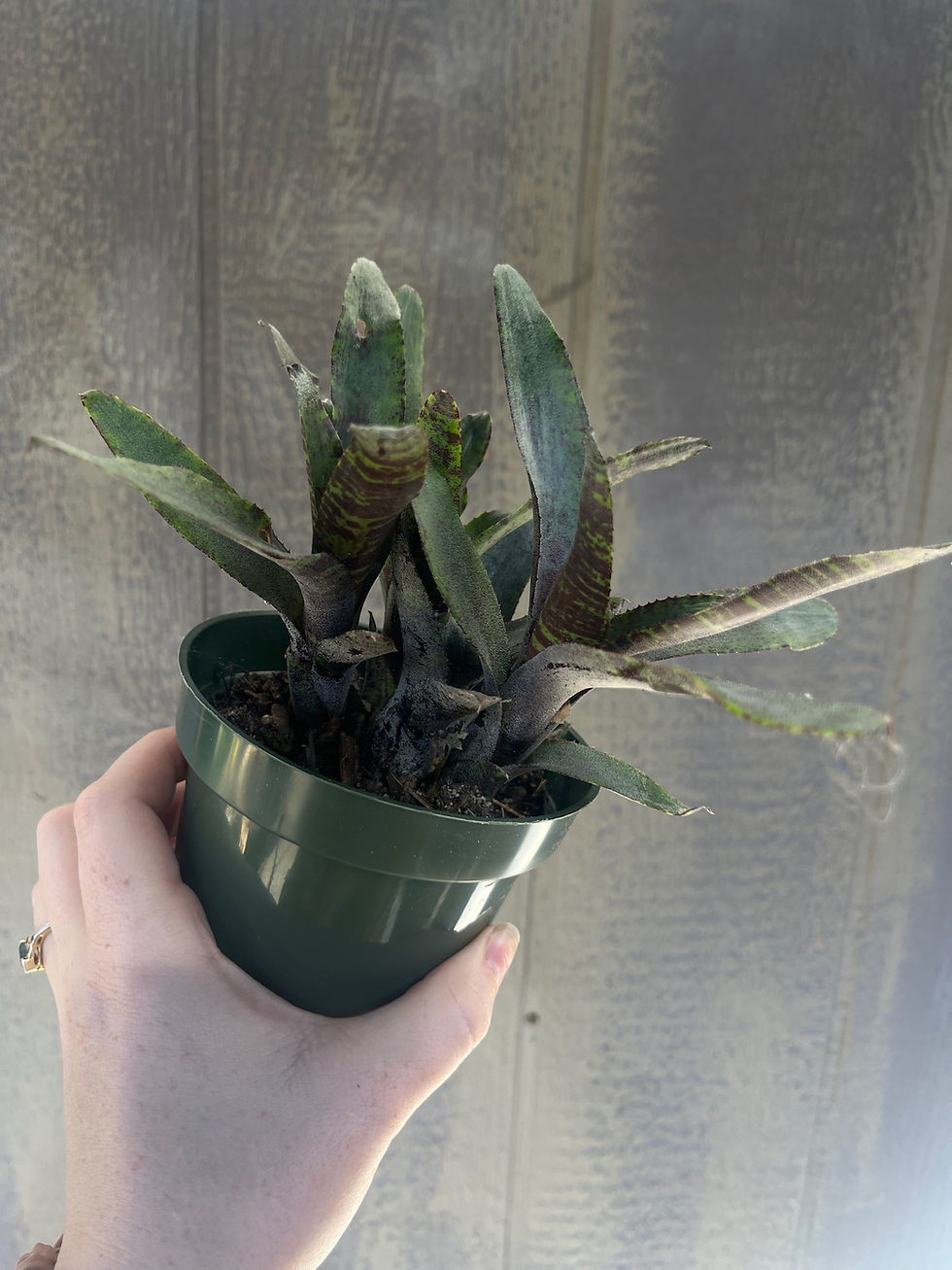 Thumbnail: 4" Bromeliad neoregelia 'Tiger cub'