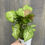 Thumbnail: Syngonium podophyllum 'Confetti'