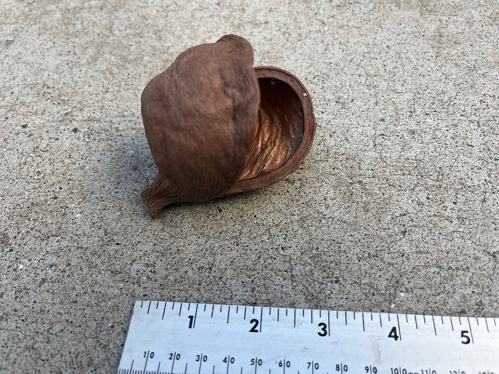 Thumbnail: Badam Seed Pod