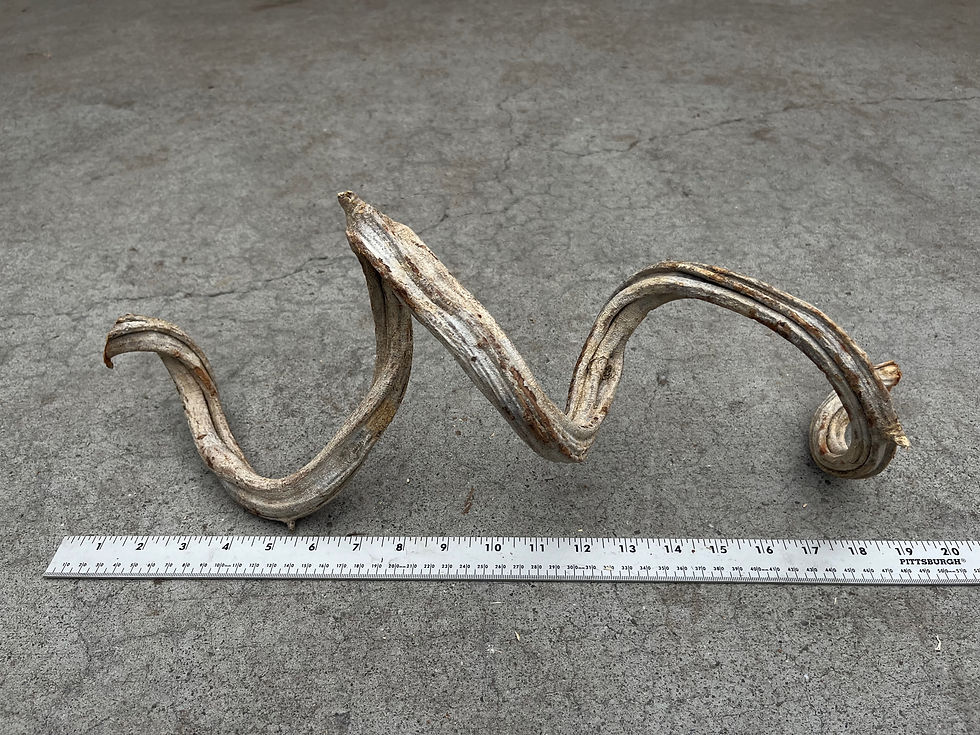 Thumbnail: 19" Twisty Wood #24