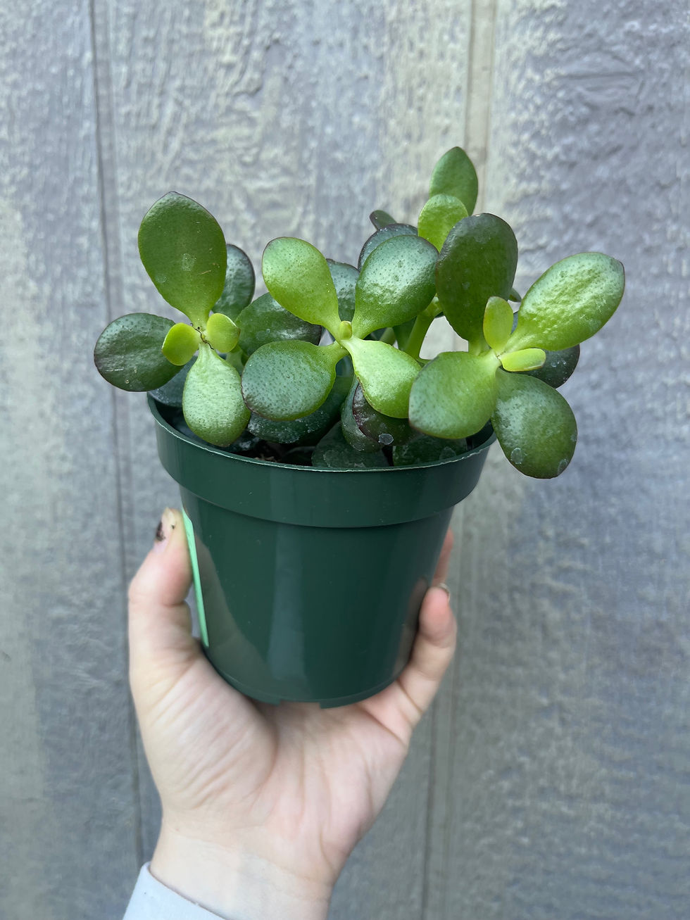 Thumbnail: 4" Crassula ovata 'Minima'