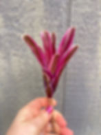 Thumbnail: Bromeliad neoregelia 'Rosy Fireball'