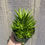 Thumbnail: 4" Haworthia Enon