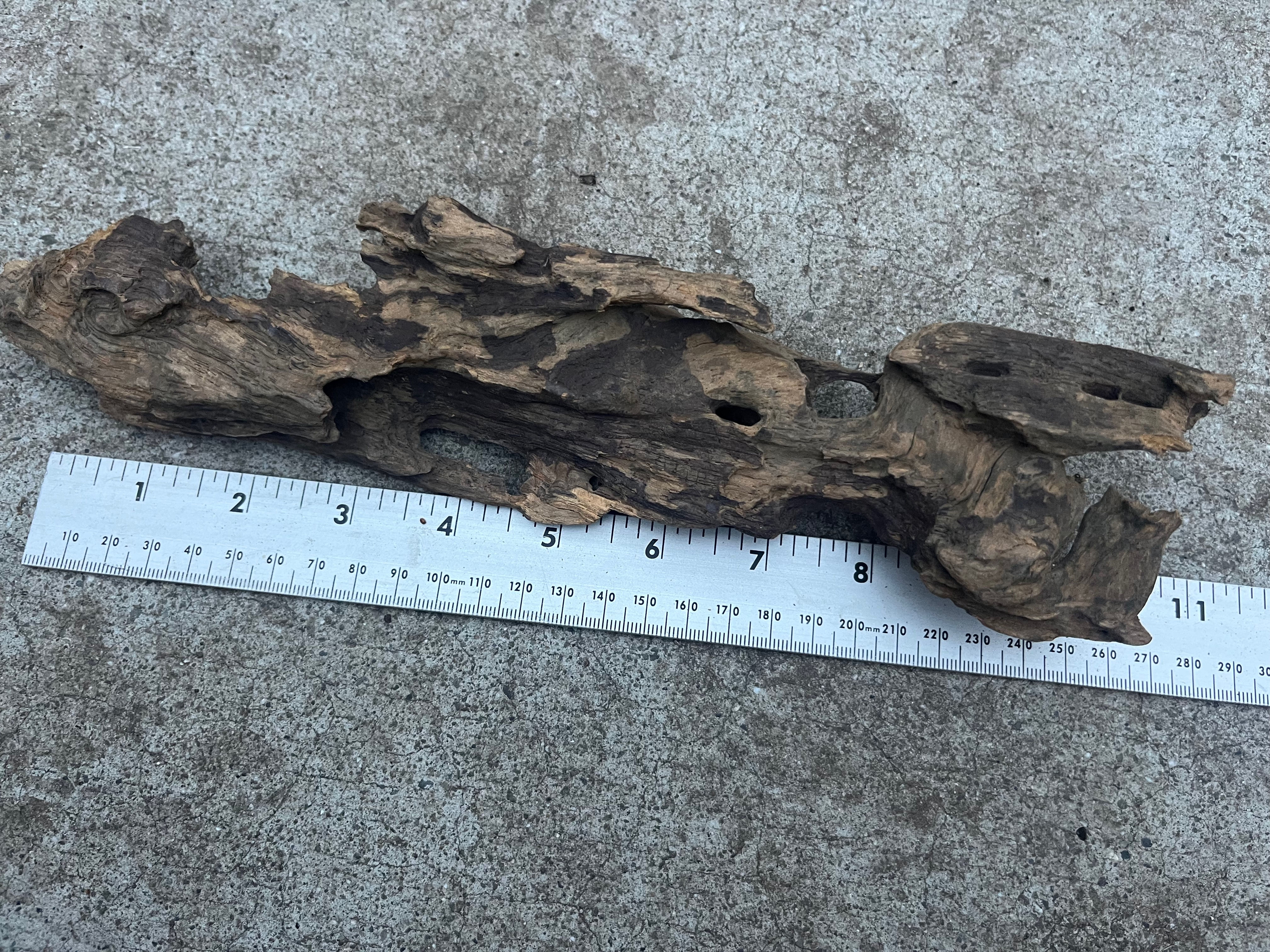 11" Dragon Bone Wood #54