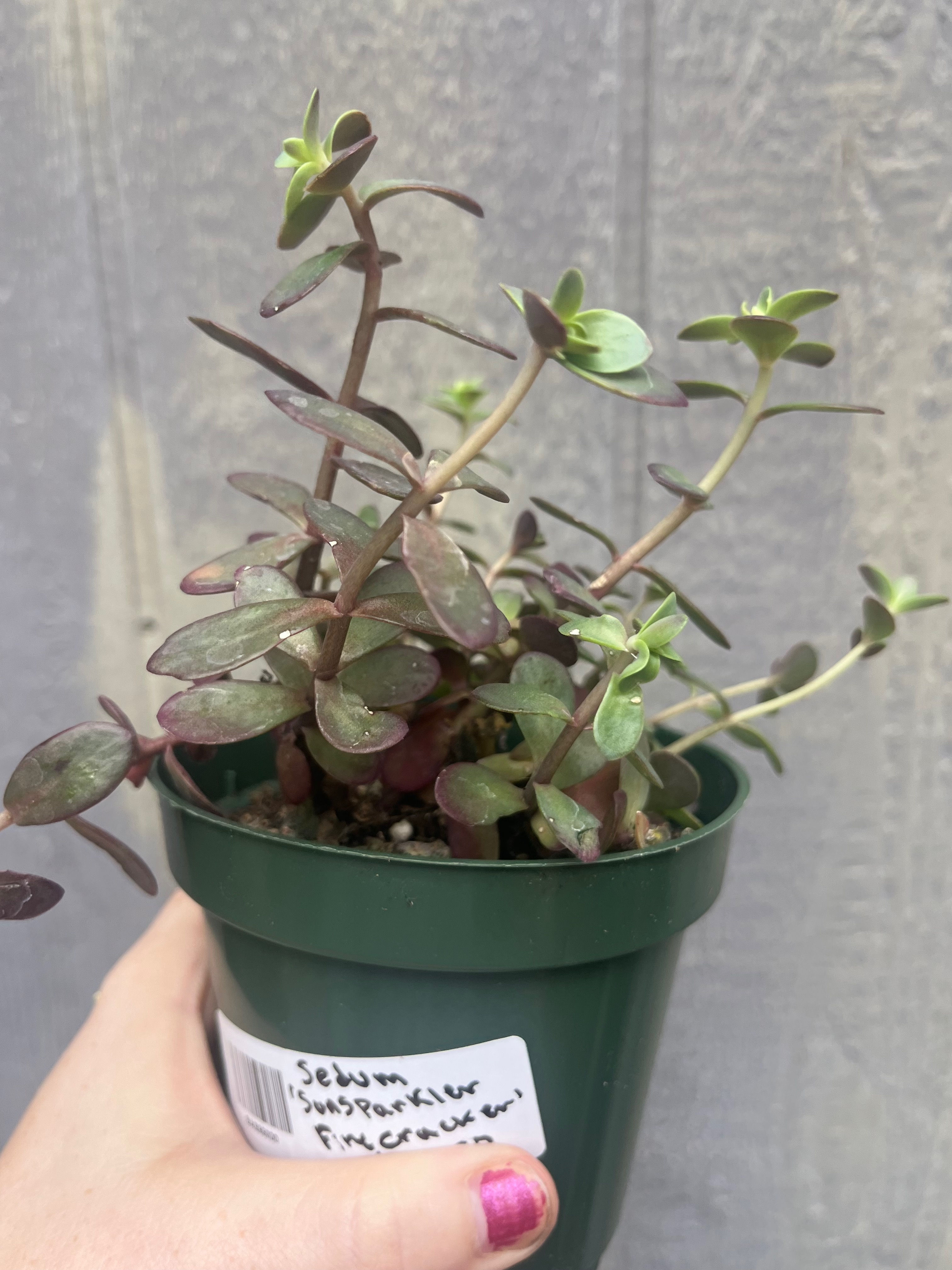 4" Sunsparkler 'Plum Dazzled'