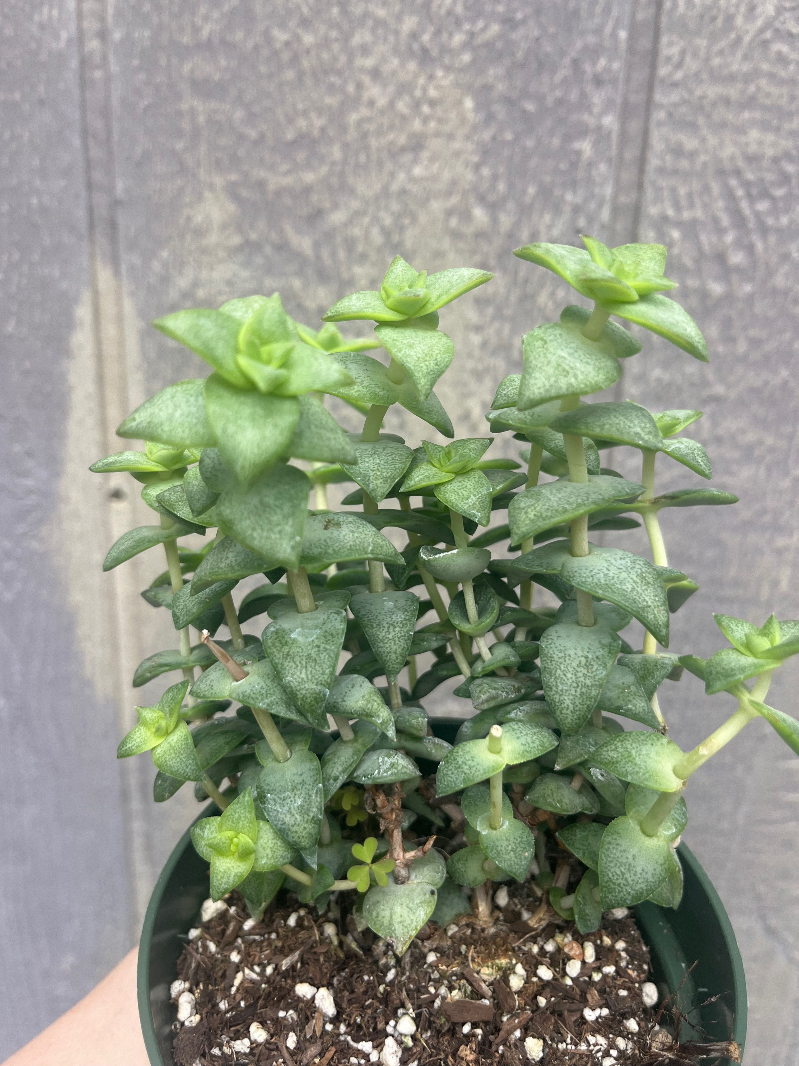 4" Crassula perforata, String of buttons