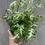 Thumbnail: Pteris ensiformis 'Evergemiensis', Silver Lace Fern 4.5"