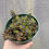 Thumbnail: Sedum album, coral carpet