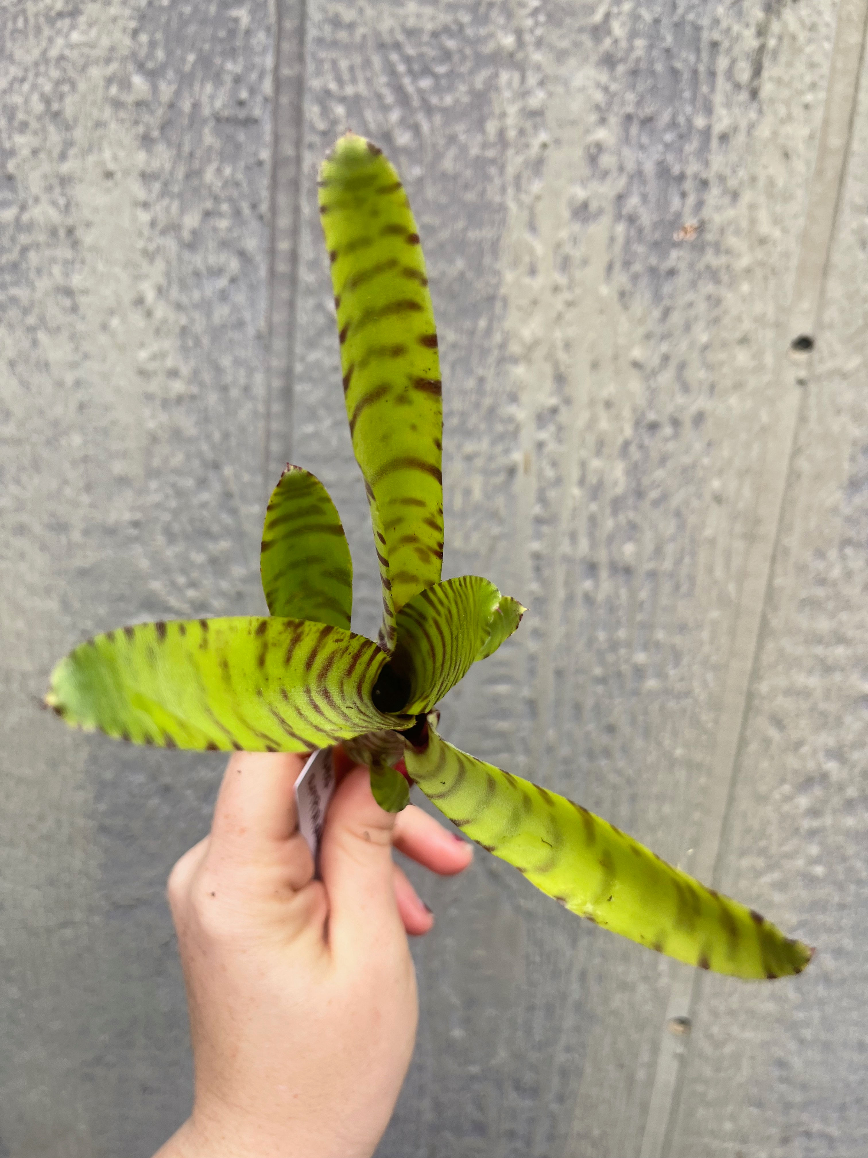 Bromeliad neoregelia 'ampullacea banded'