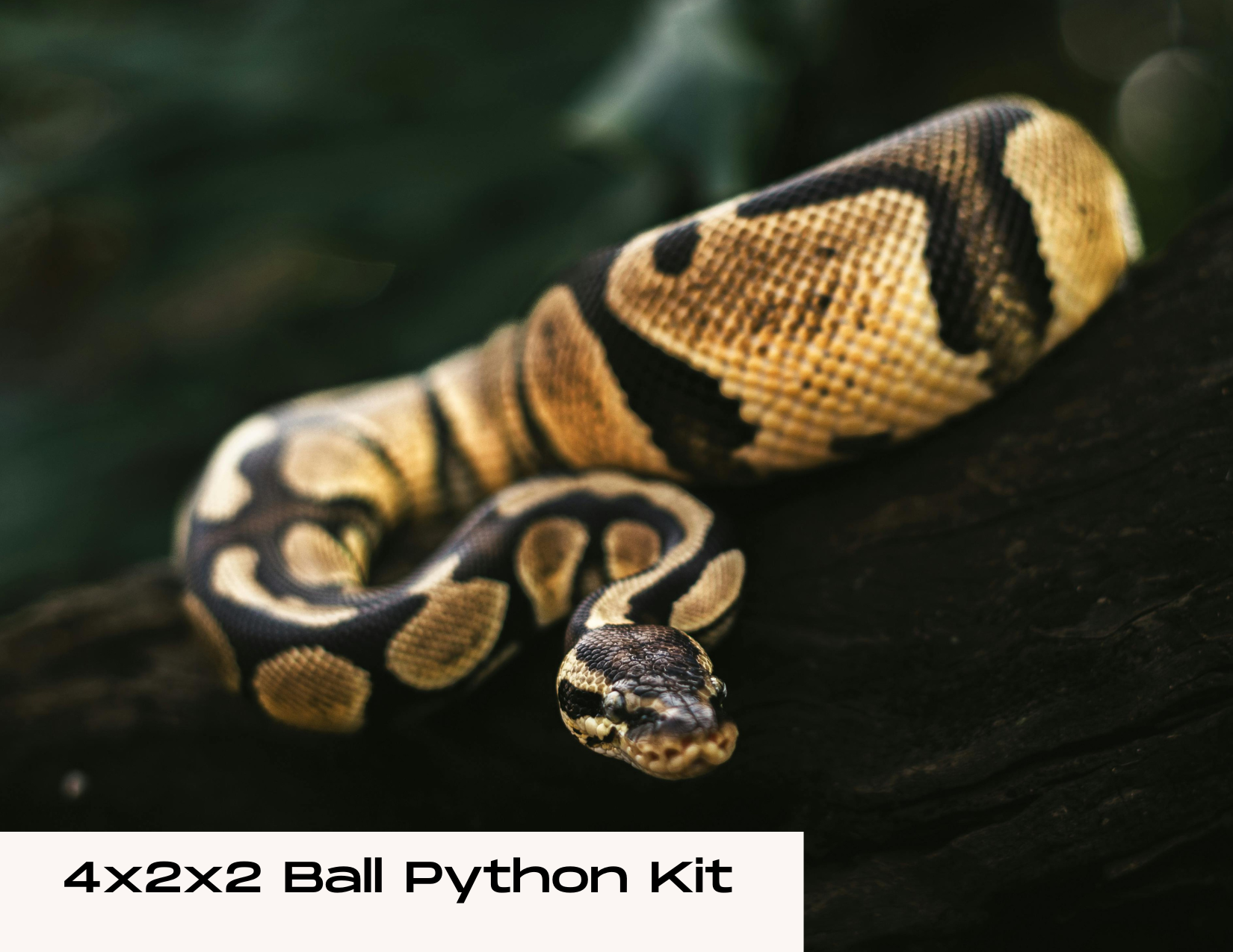 Ball Python 4x2x2 Kit