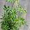 Thumbnail: 6" Schefflera arboricola, Dwarf Umbrella Tree