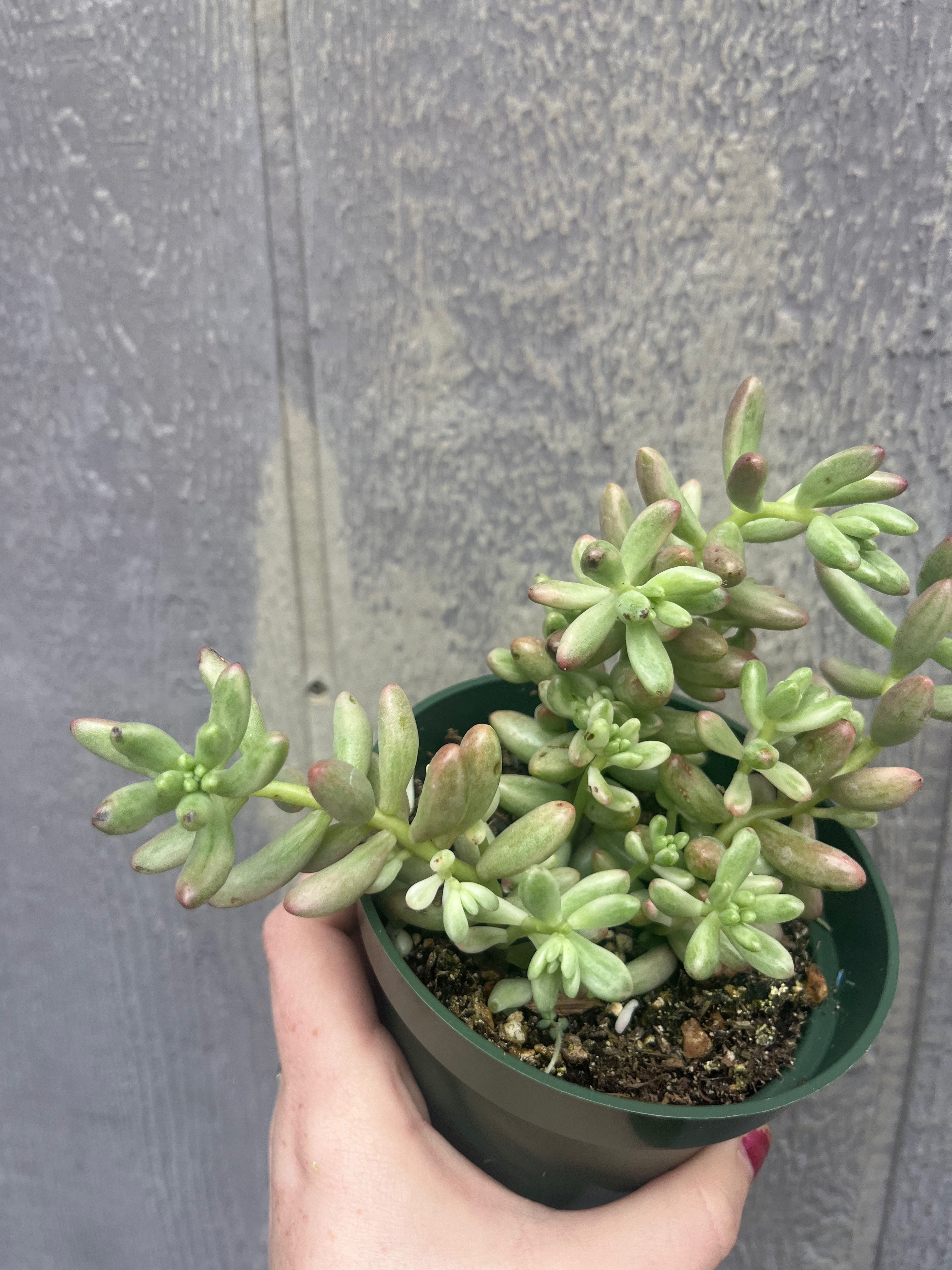 4"Sedum rubrotinctum 'Aura'