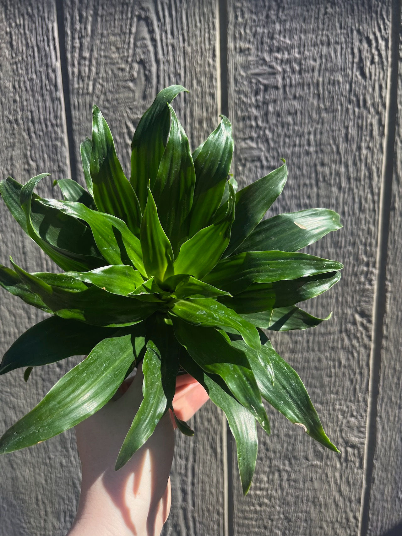 Dracaena fragrans, Janet Craig 4"