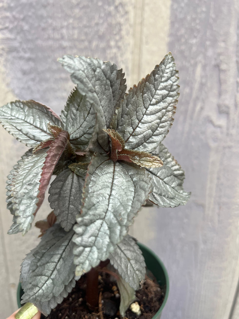 Thumbnail: 4" Silver cloud Pilea