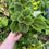 Thumbnail: "Moon Valley  Pilea" Pilea mollis 4"
