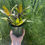 Thumbnail: 4" Bromeliad W/ Pups