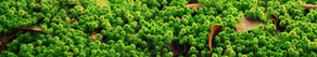Keeping live sphagnum moss in a BioActive enclosure