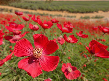 southern israel red flowers.jpg