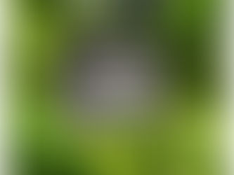 RECETA CREMA VERDE, ANÍMATE A PROBARLA