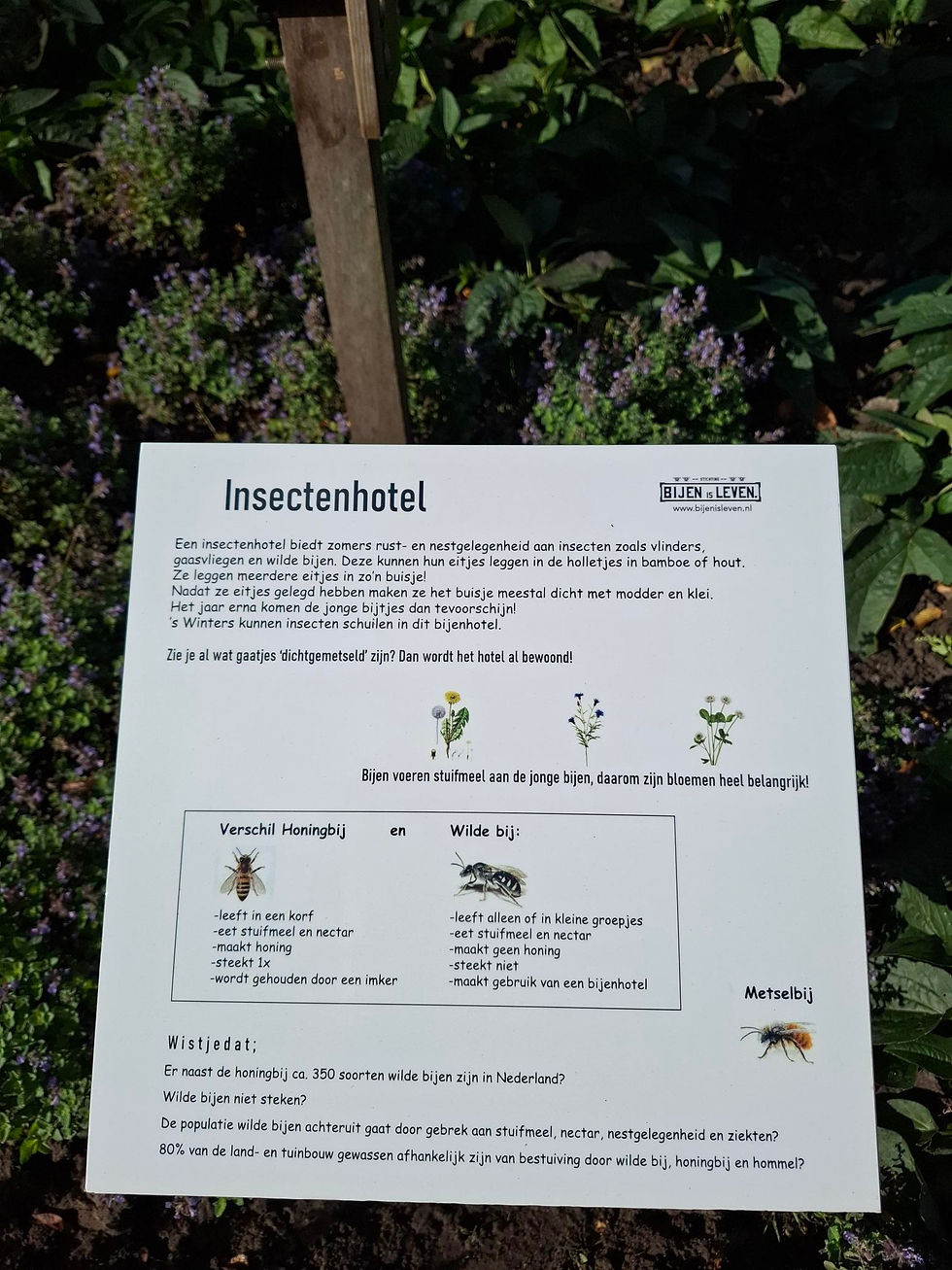 20250922_161339 Bijenisleven