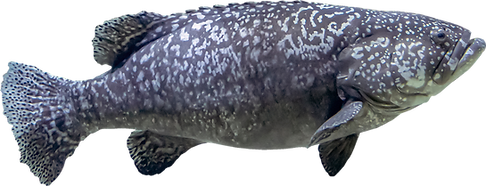 grouper.png