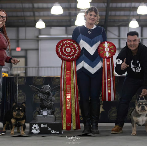 dog show winner