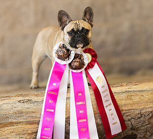 stormey french bulldog