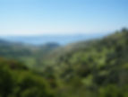 palestine green.jpg