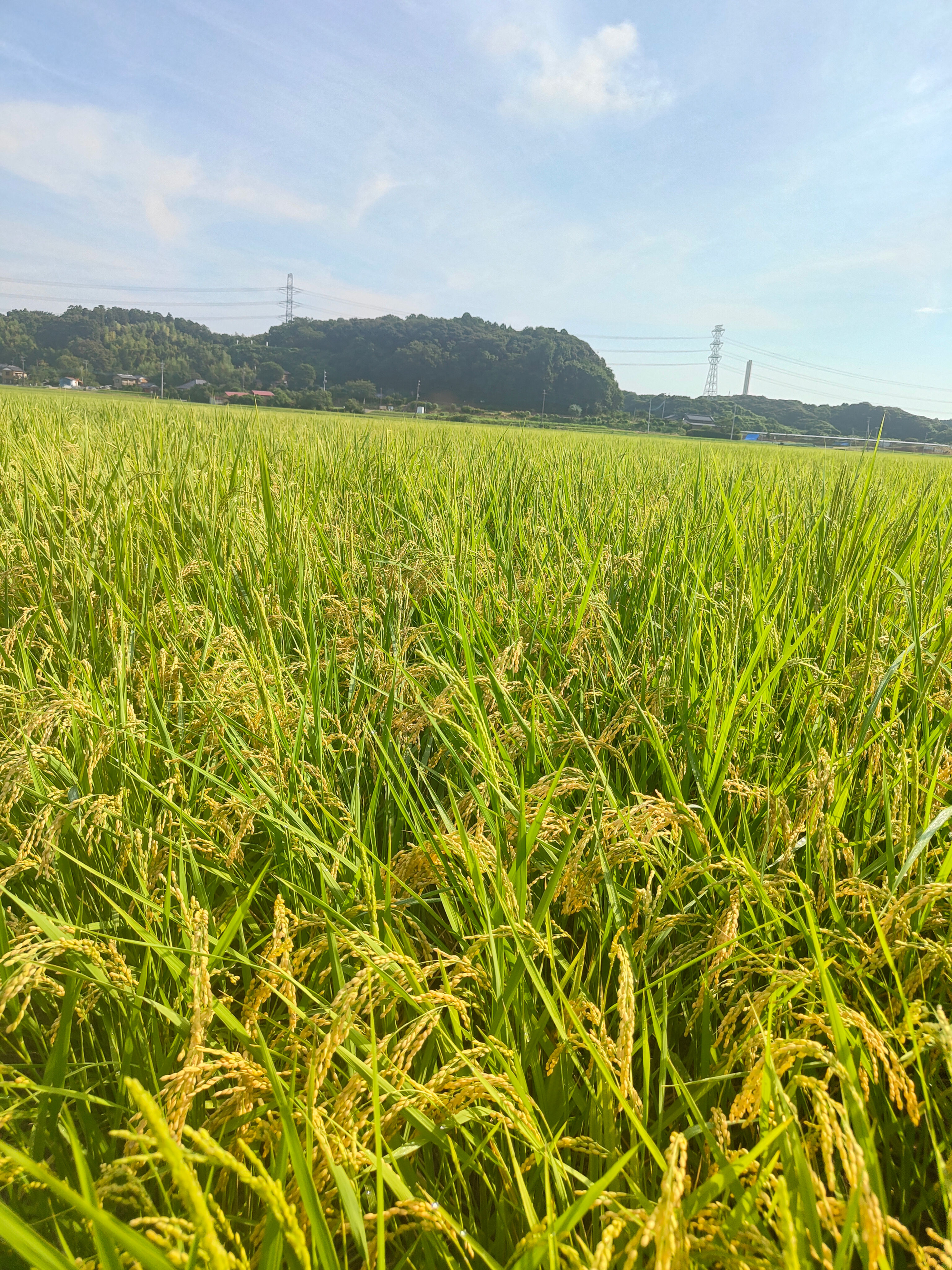 2025年産 あきたこまち30kg玄米