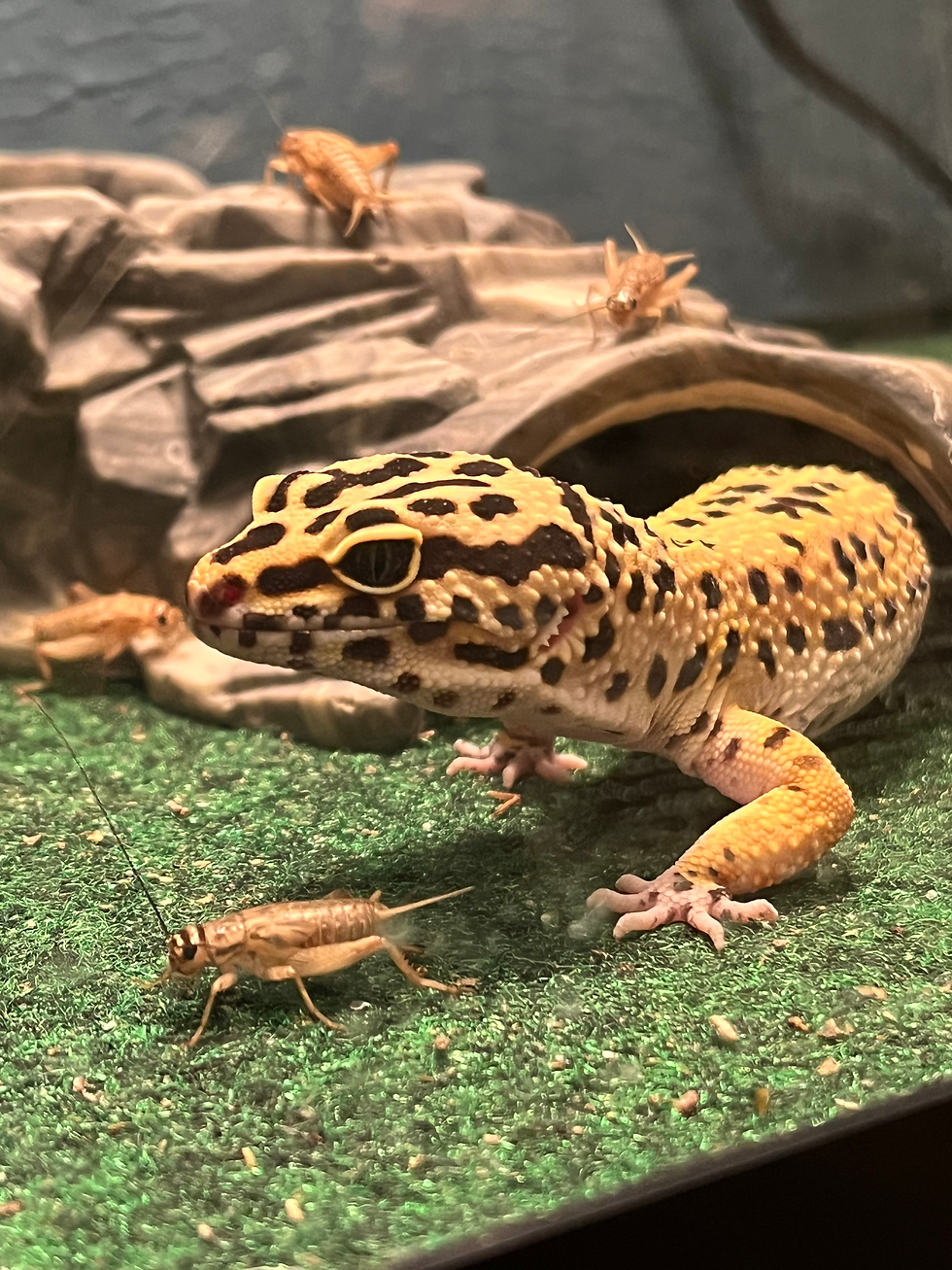a leopard gecko with a cricket