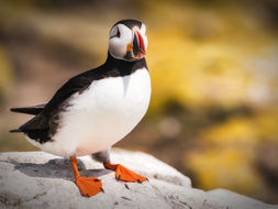 Cliff Top Contemplation - Farne Islands, Northumberland