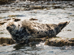 A Seal in Serenity, Farne Islands, Northumberland