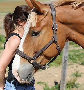cheval Katia Tanant