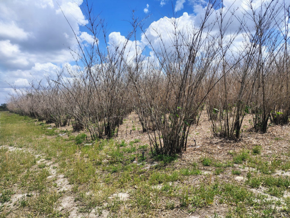 Bare bamboo in rows across a grassy field under a bright blue sky with clouds, creating a quiet rural scene