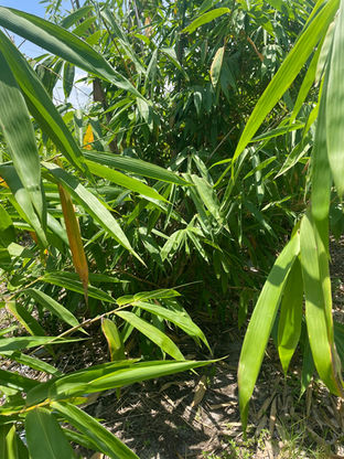 Bamboo Farm in Sebring, FL