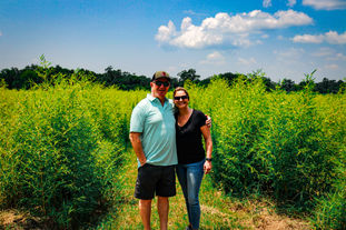 Bamboo Farm in  Georgia
